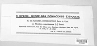 Puccinia heterospora image